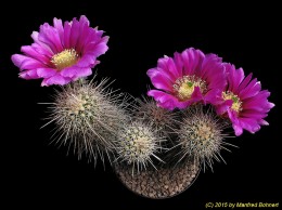 Echinocereus fendleri ssp. rectispinus 1564